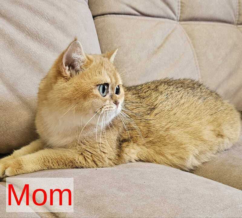 Freya Scottish Fold female black golden shaded - live animals