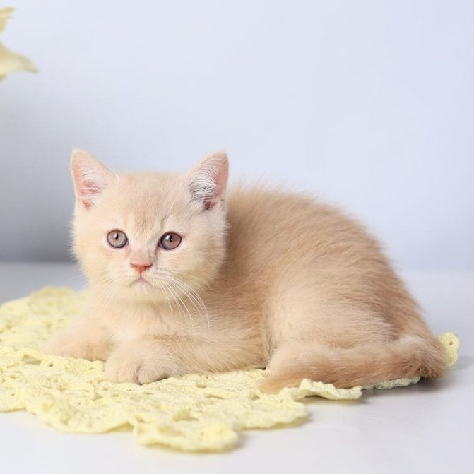 Yarik British Shorthair male, cream
