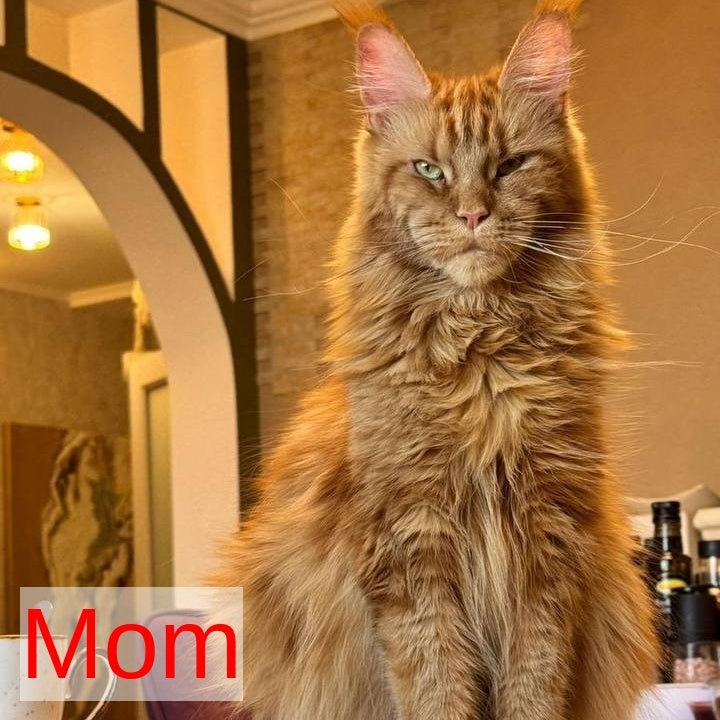 Magnolia Maine Coon female, black tortie