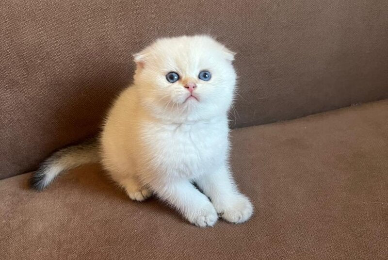 Dave Scottish Fold male, black golden ticked tabby pointed