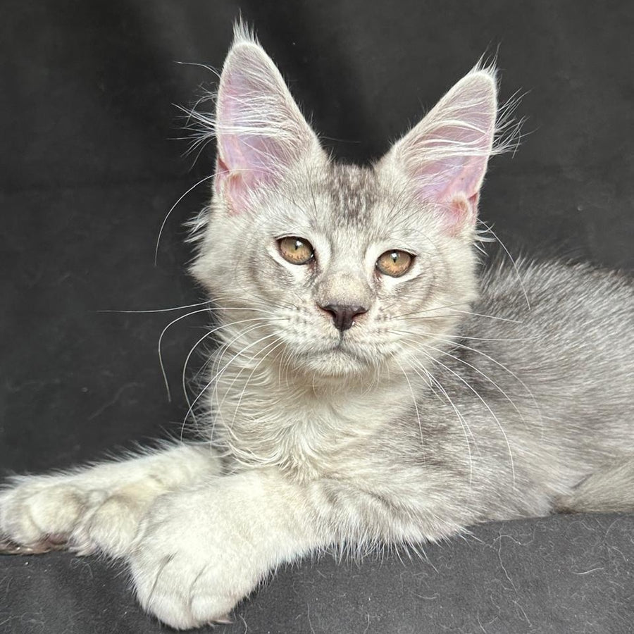 Jet Maine Coon polydactyl 6x6x6x6 male, black silver ticked tabby