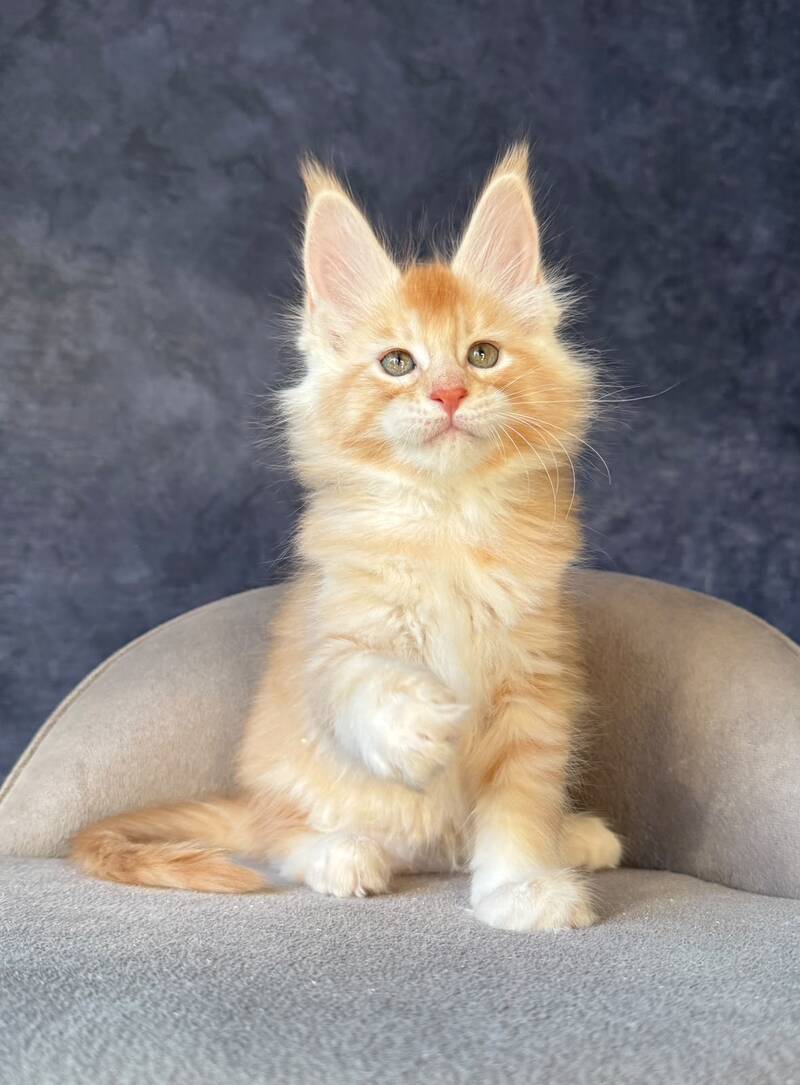 Hamelin Maine Coon male, red silver ticked tabby