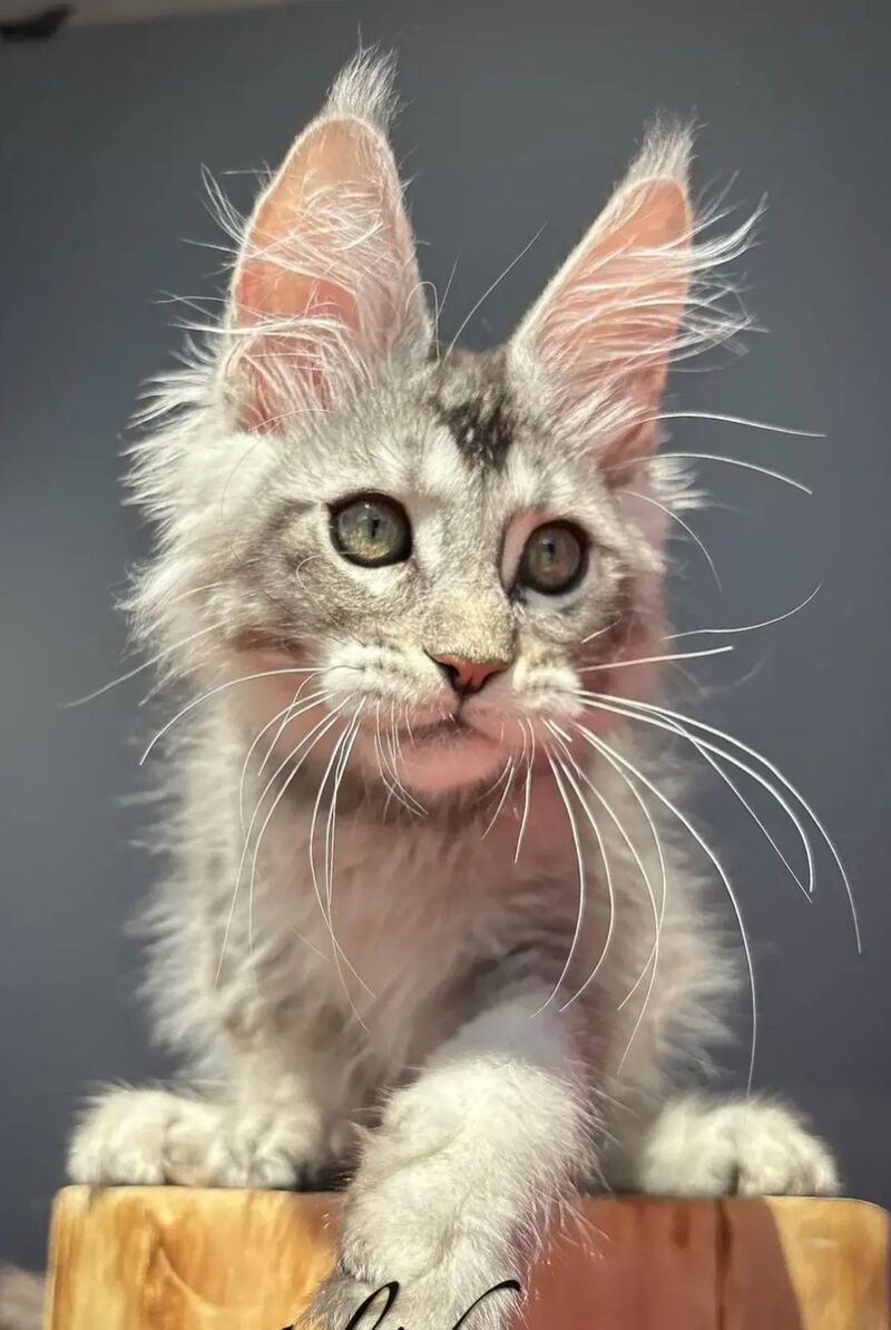 Alex Maine Coon male, black silver ticked tabby