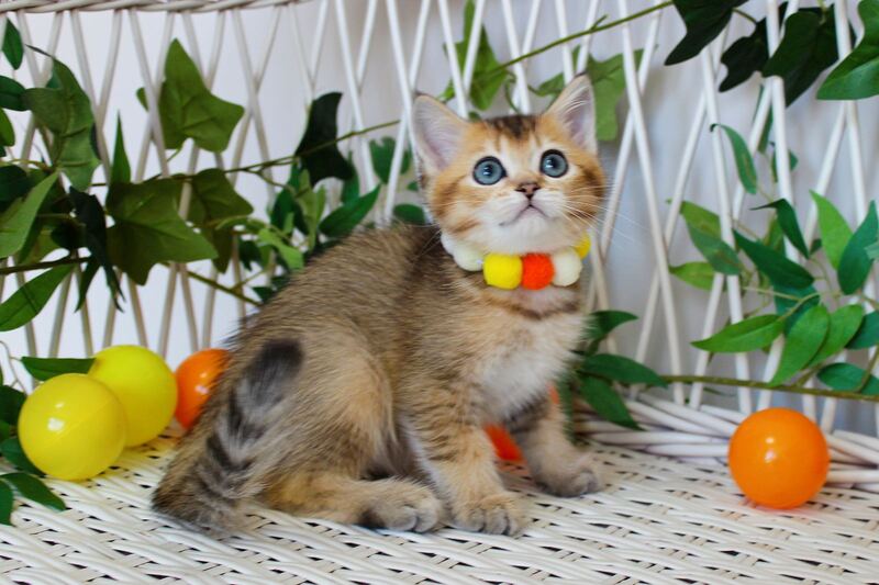 Indigo British Shorthair male, black golden ticked tabby
