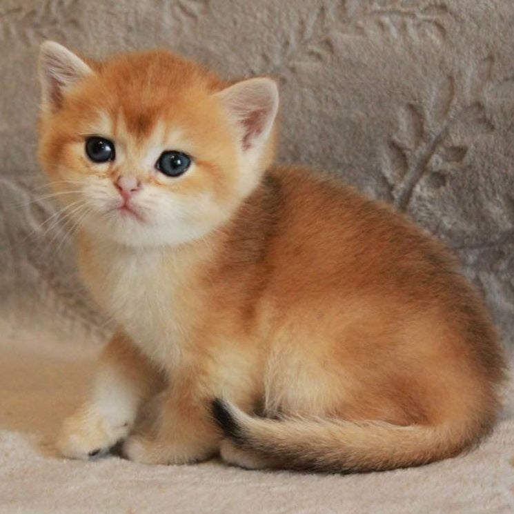 Morris British Shorthair male, black golden chinchilla