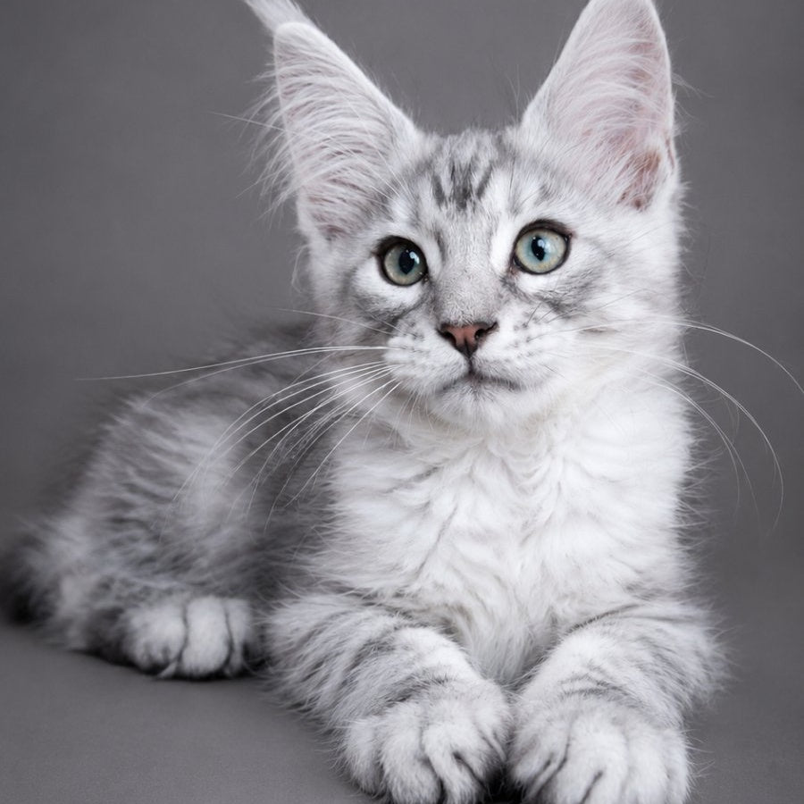 Lux Ashton Maine Coon male, blue silver tabby