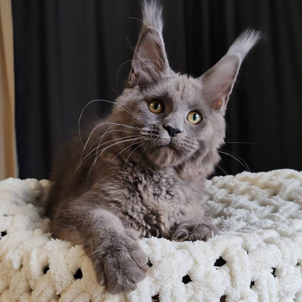Barbi Maine Coon female, blue