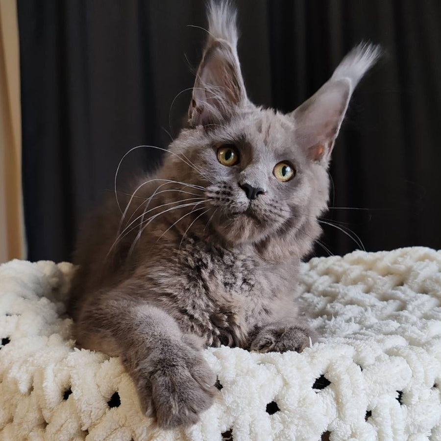 Barbi Maine Coon female, blue