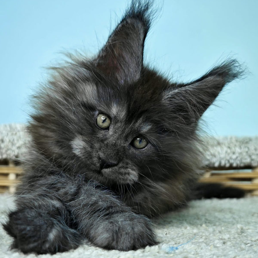 Harry Maine Coon male, black silver