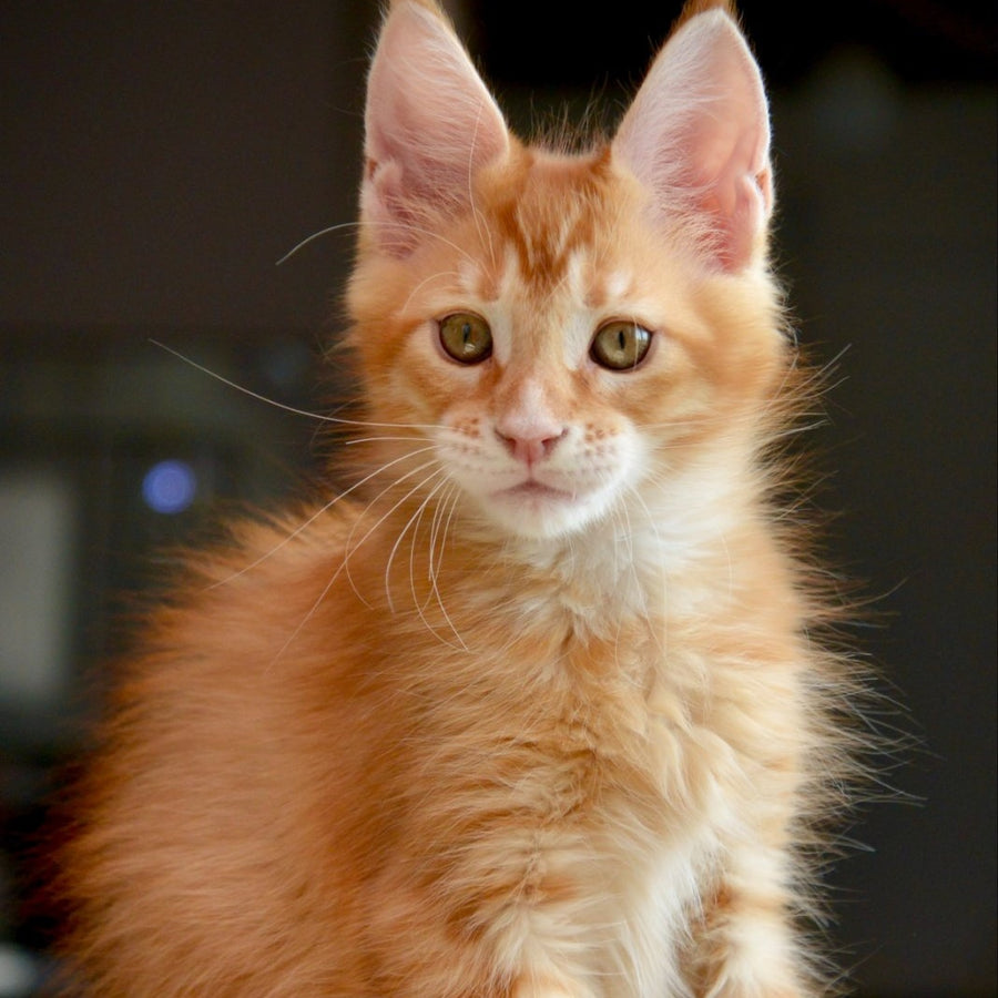 Ylariel Maine Coon male, red ticked tabby