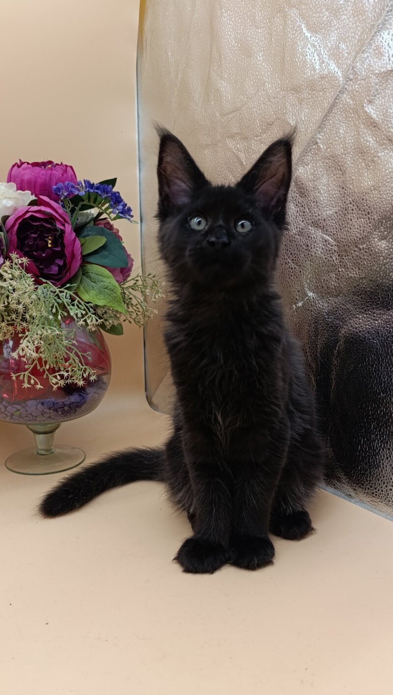 Iris Maine Coon female black silver - live animals