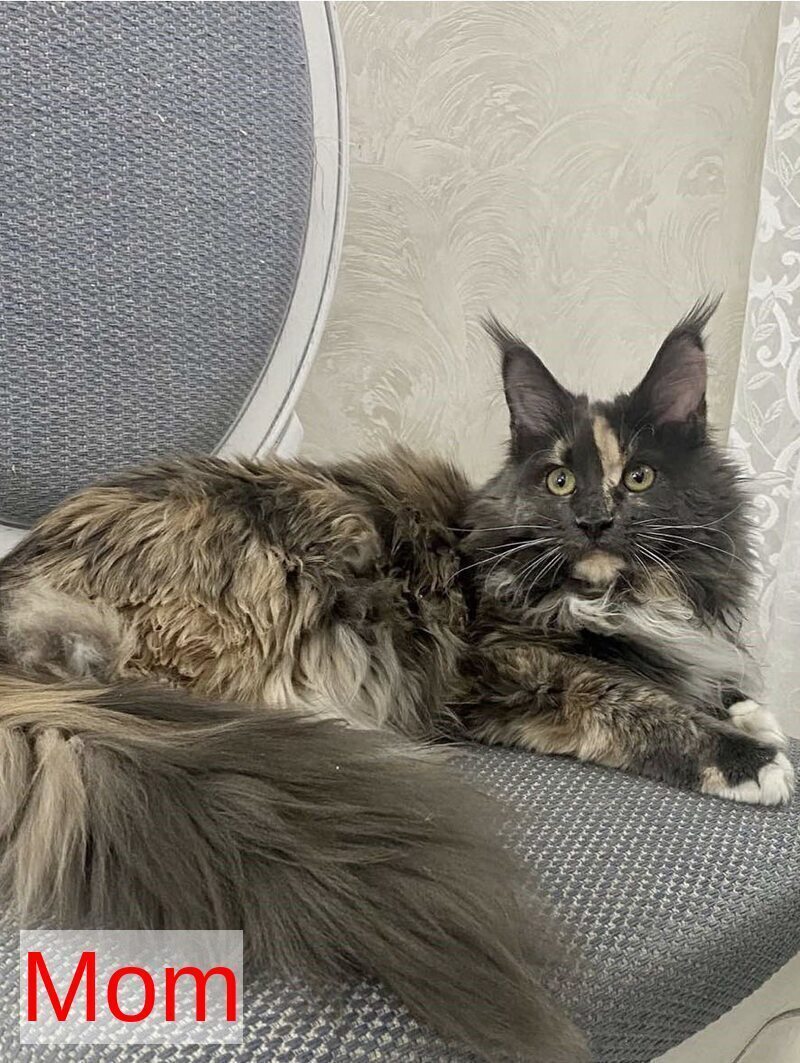 Zoryana Maine Coon female, blue silver tabby with white