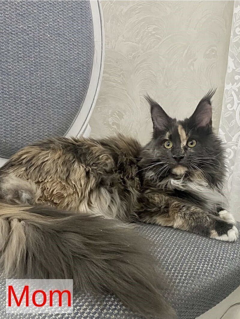Zelda Maine Coon female, blue silver tabby