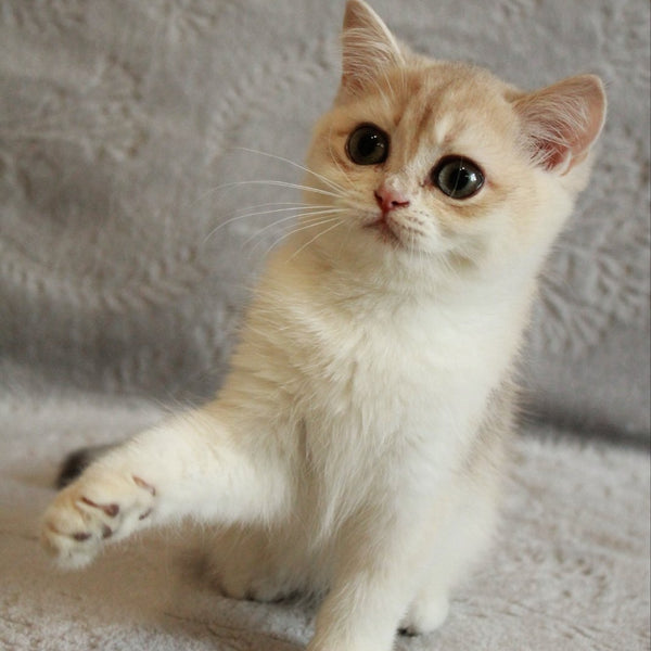 Kitty British Shorthair female, blue golden chinchilla