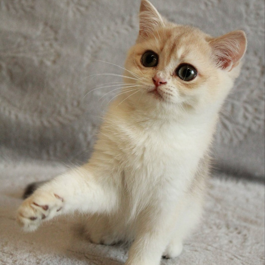 Kitty British Shorthair female, blue golden chinchilla