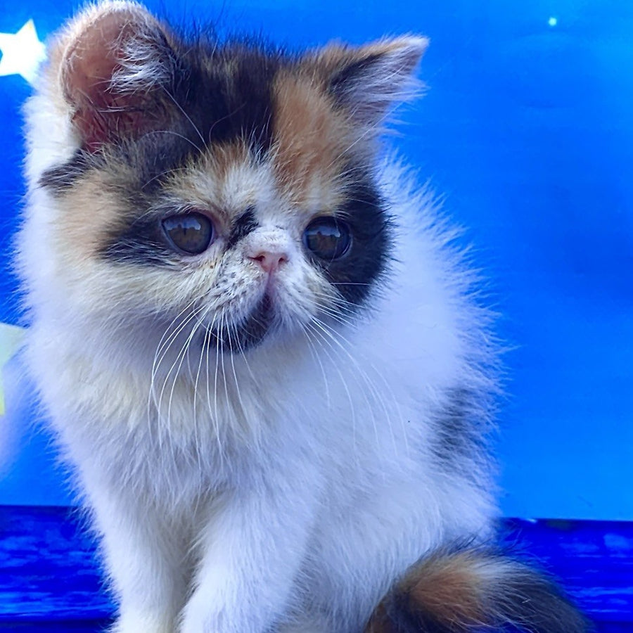 Zarina Exotic female, black tortie harlequin