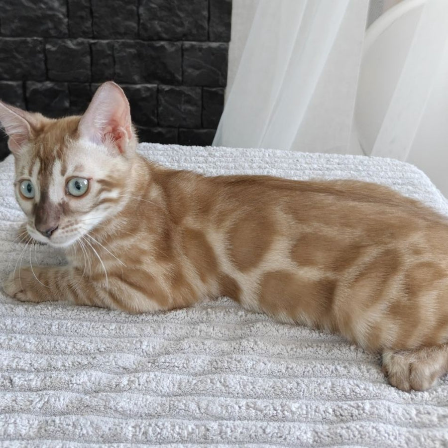 Iron Bengal male, black amber spotted tabby pointed