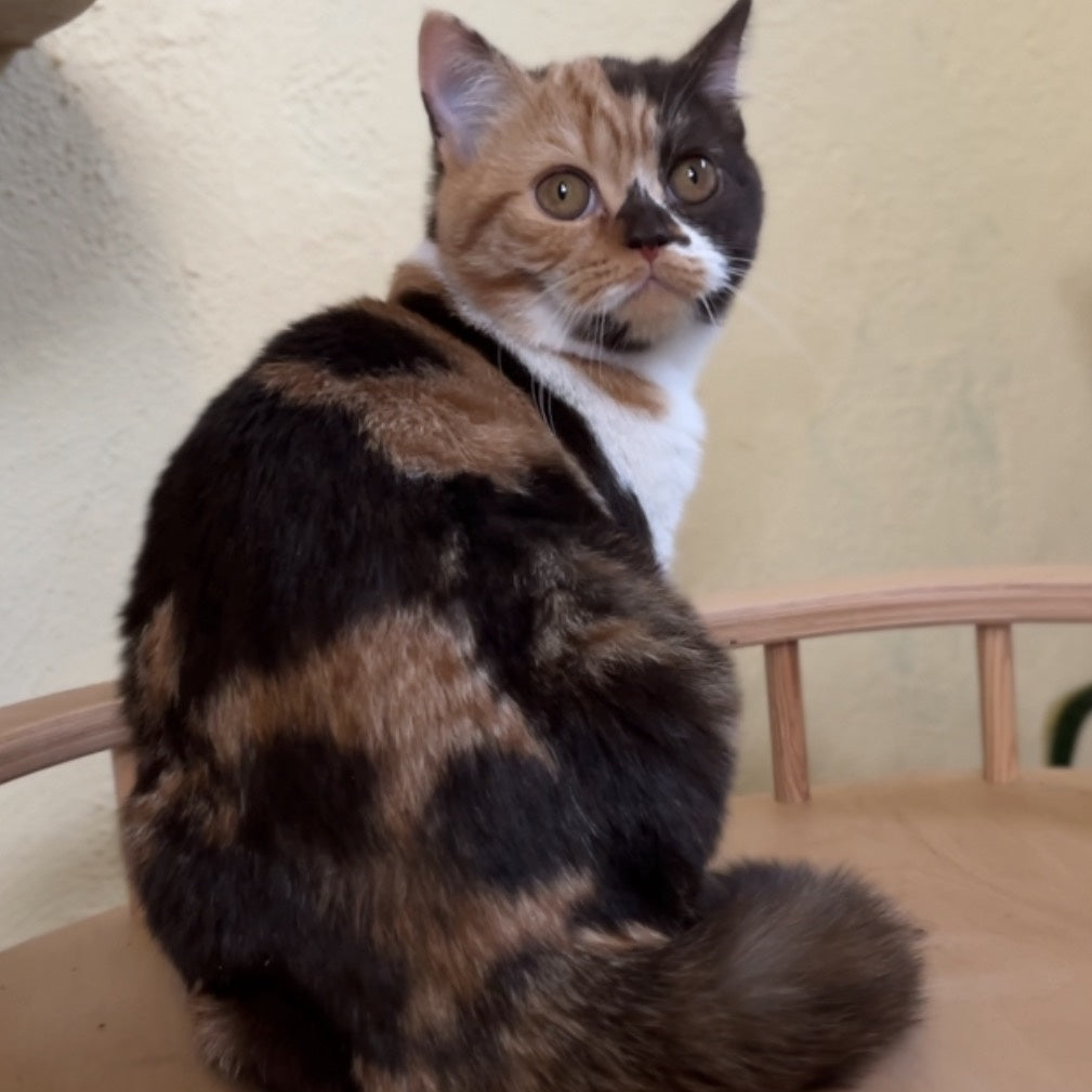 Dream British Shorthair female, chocolate tortie bicolour