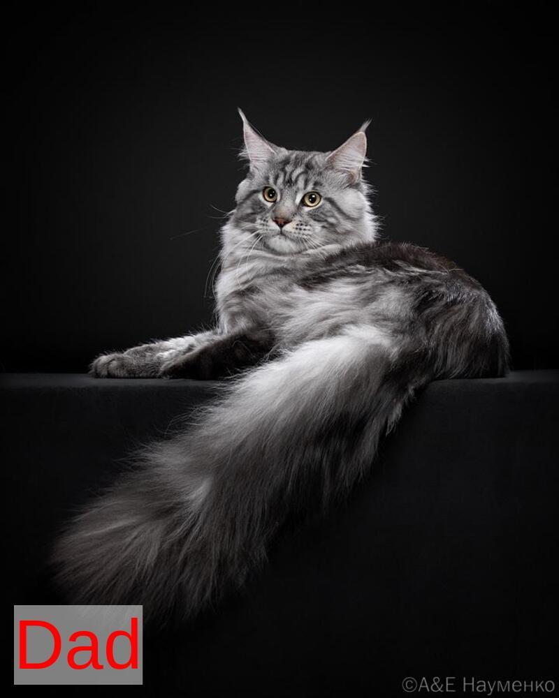Ursine Maine Coon male, black spotted tabby