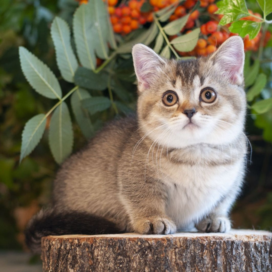 Lolita Munchkin female, black ticked tabby