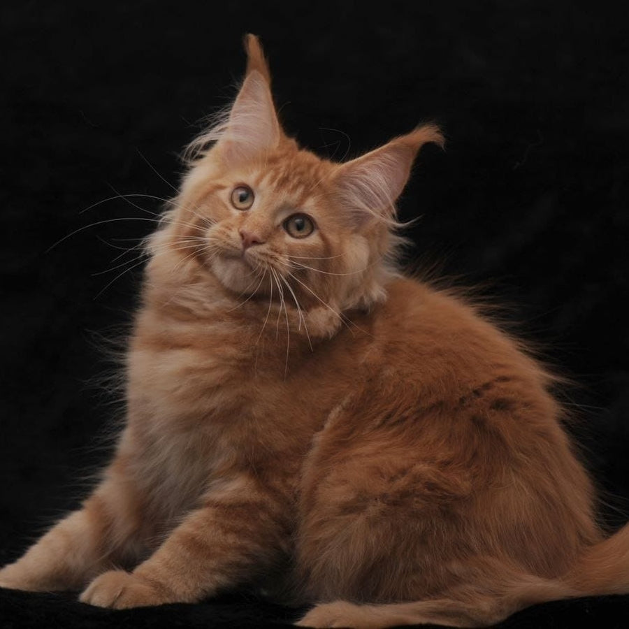 Raily Maine Coon female, red