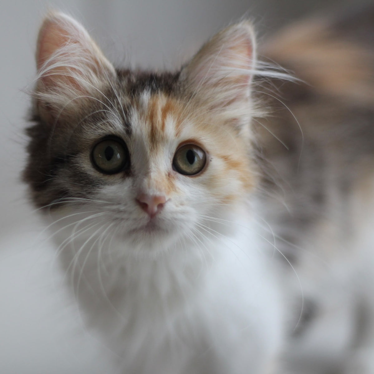 Kvetka Siberian female, black tortie tabby bicolour