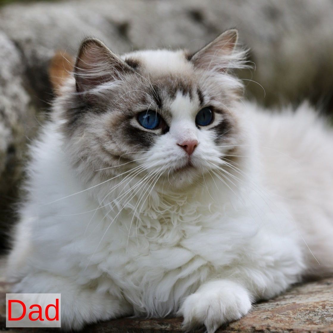 Yasmin Ragdoll female, blue bicolour