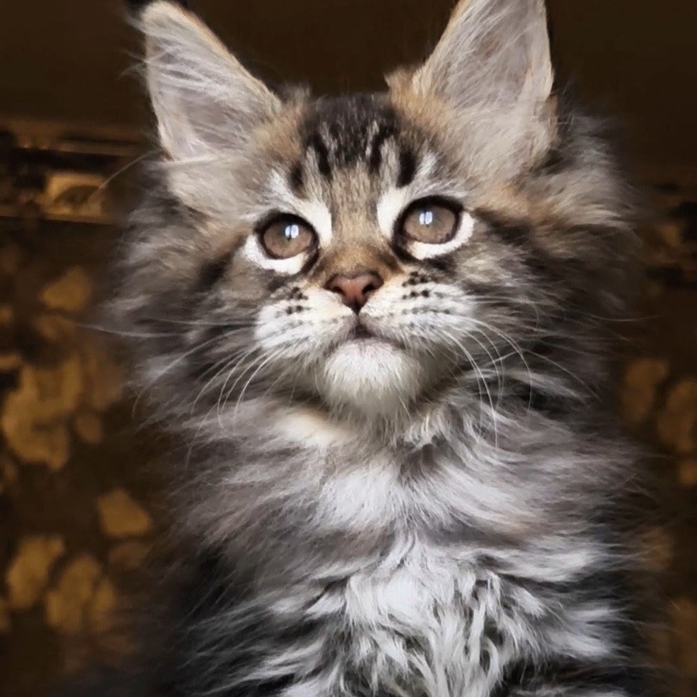 Iriska Maine Coon female, black tortie tabby
