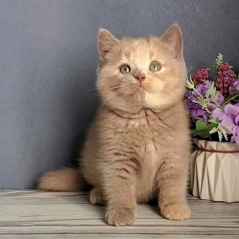Daisy British Shorthair female, lilac tortie