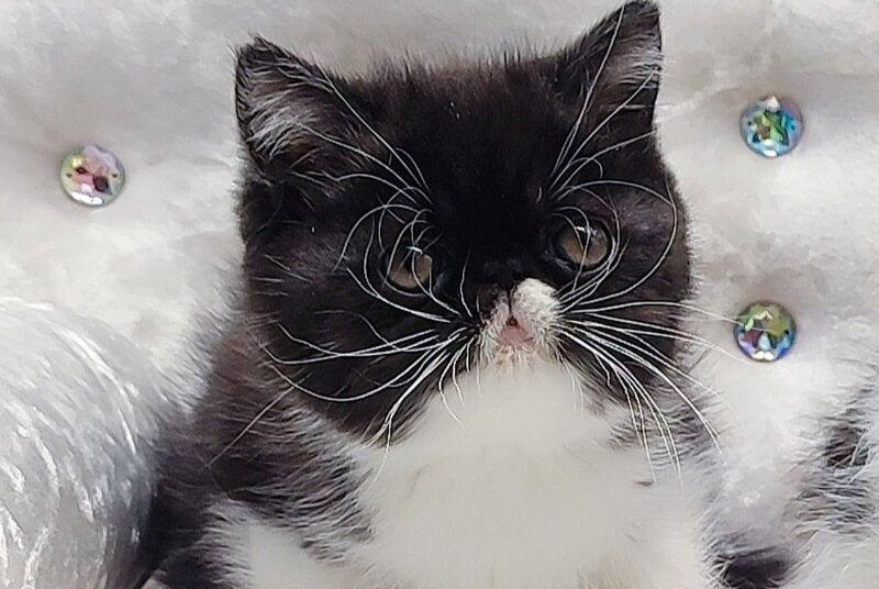 Mars Exotic male black bicolour - live animals