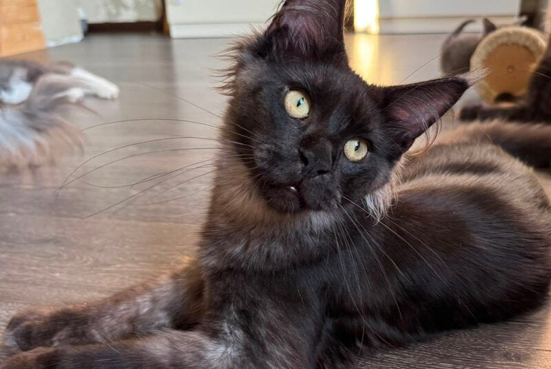 Horus Maine Coon male, black silver