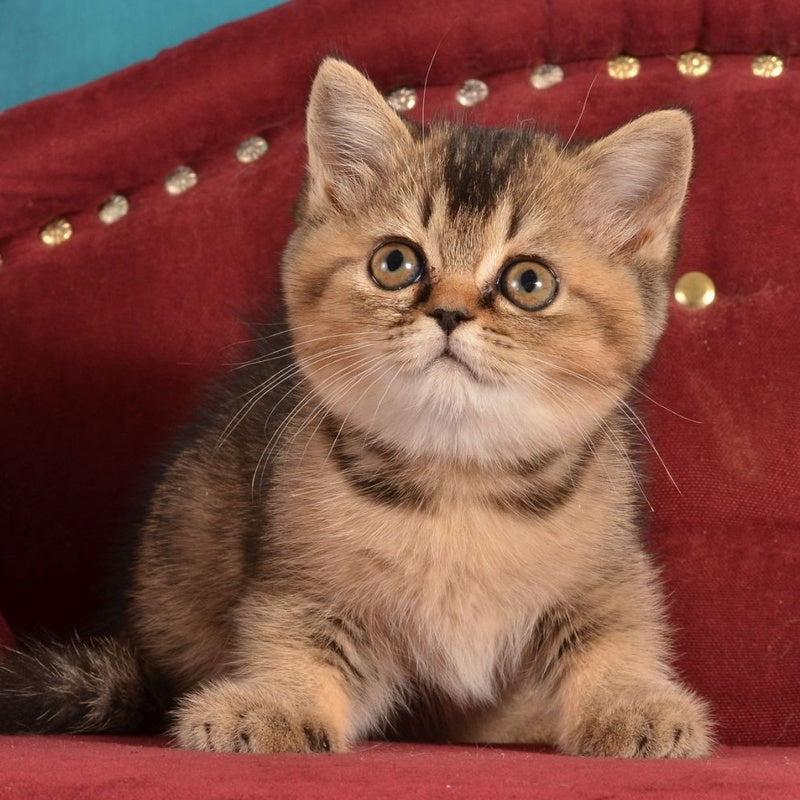 Iriska Scottish Straight female, black ticked tabby