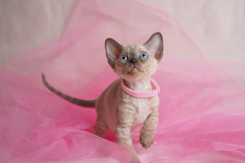 Nona Devon Rex female chocolate pointed - live animals