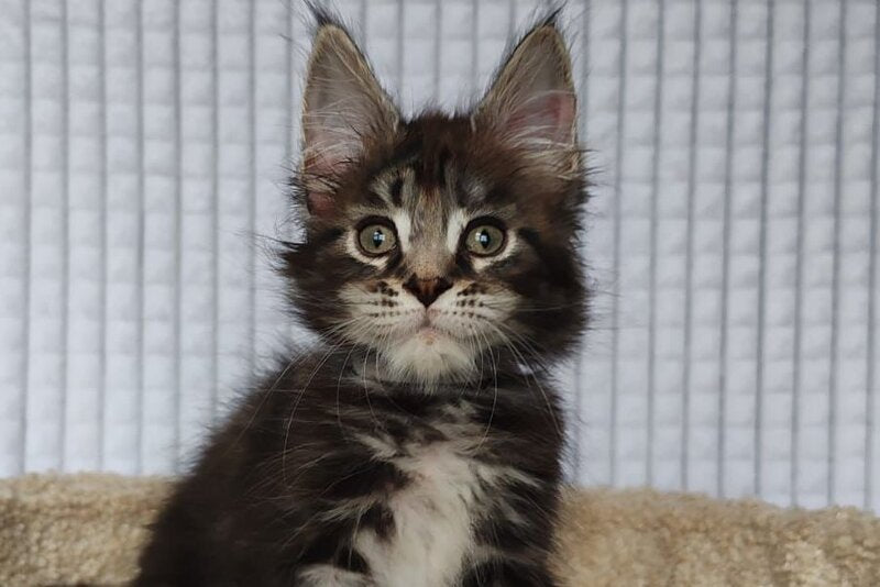 Neo Maine Coon polydactyl male, black tabby
