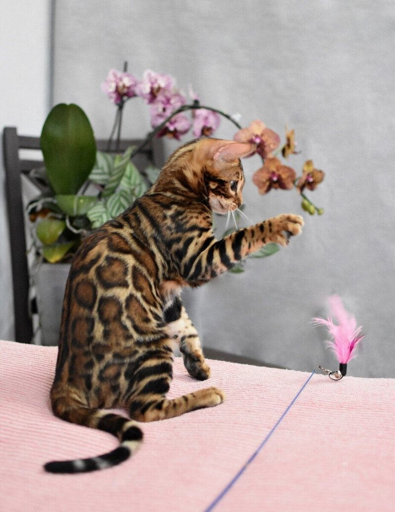 Goliaf Bengal male black spotted tabby - live animals
