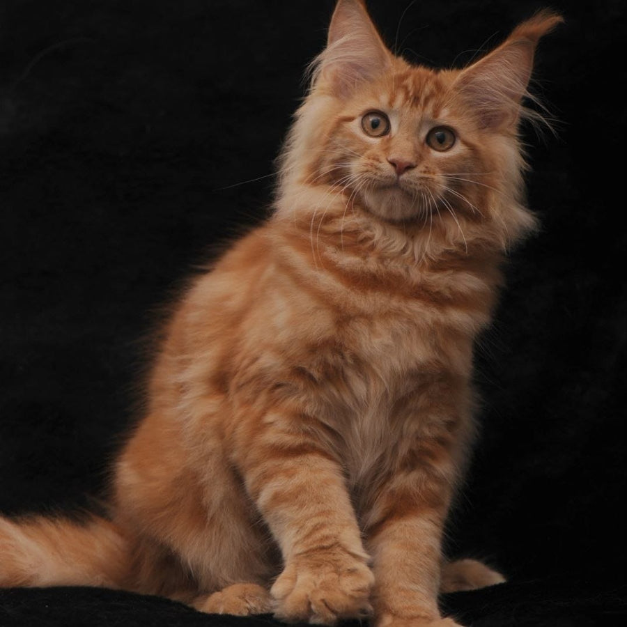 Riana Maine Coon female, red