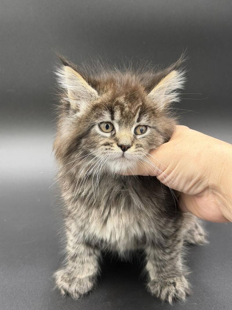 Rena Maine Coon polydactyl female black spotted tabby - live animals