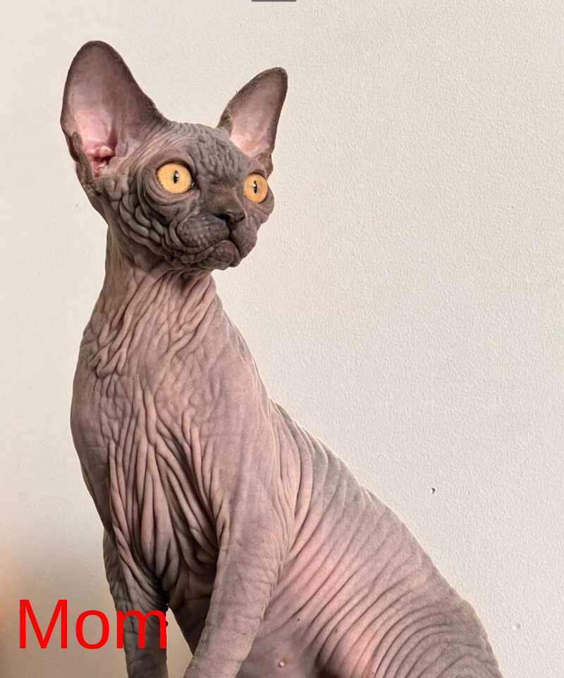 Isolde Elf female, black bicolour tabby