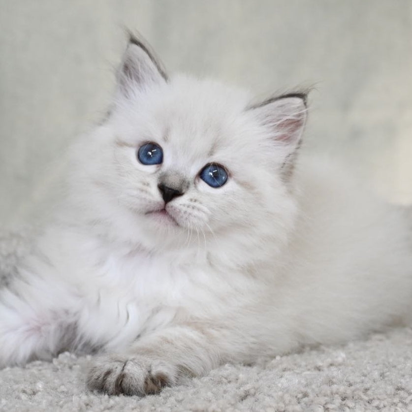 Kim Siberian male, black tabby pointed