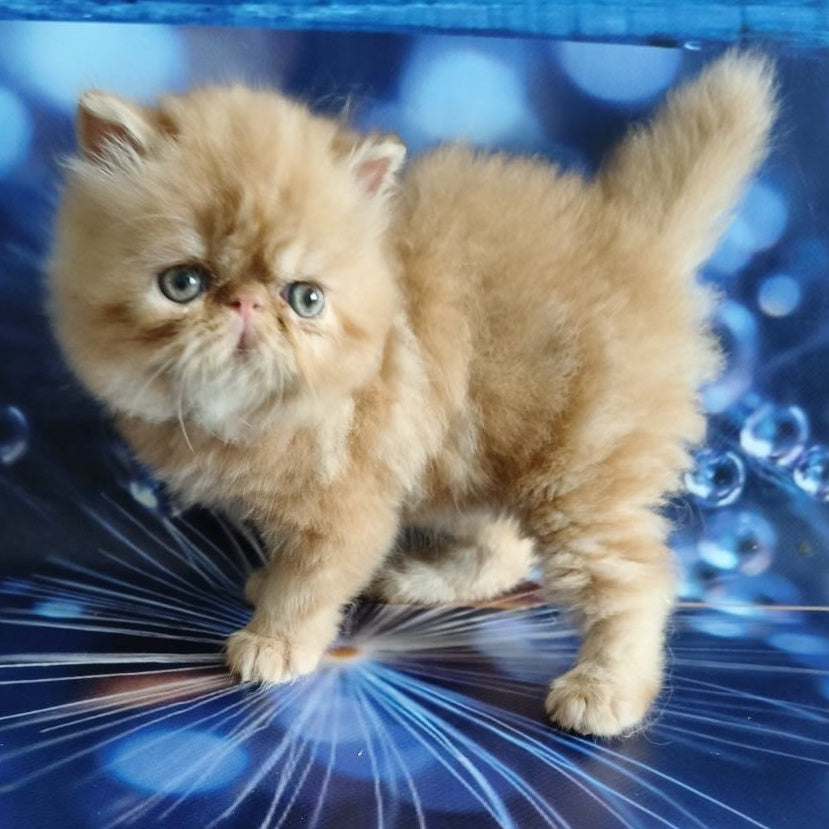 Simona Persian female, red tabby
