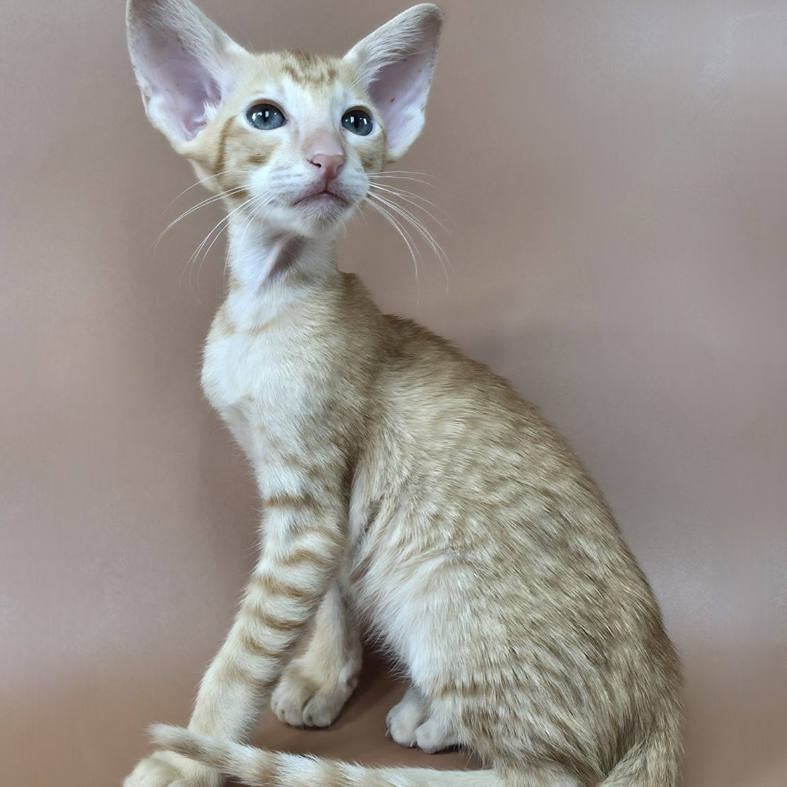 Khepri Oriental Shorthair male, red spotted tabby
