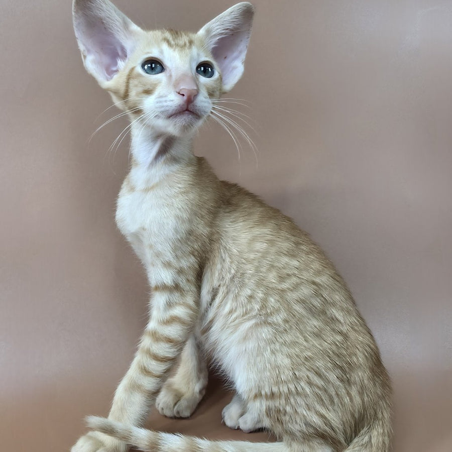 Khepri Oriental Shorthair male, red spotted tabby