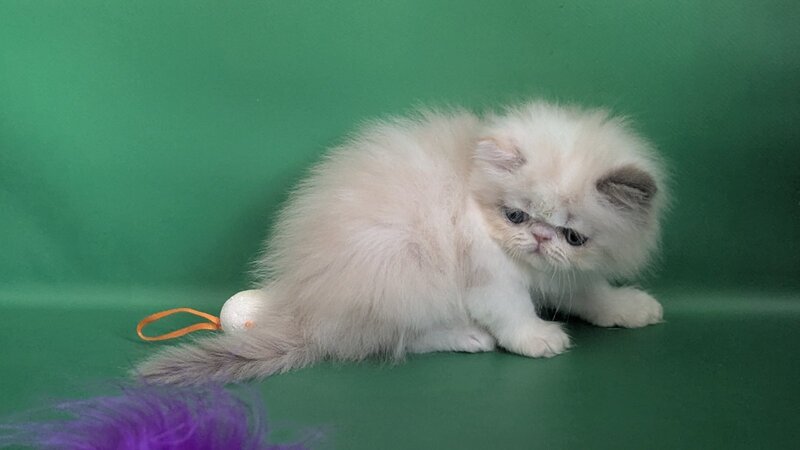 Nelli Persian female, blue tortie pointed bicolour