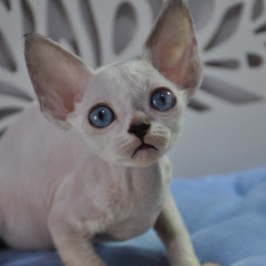 Mark Devon Rex male, blue tabby pointed