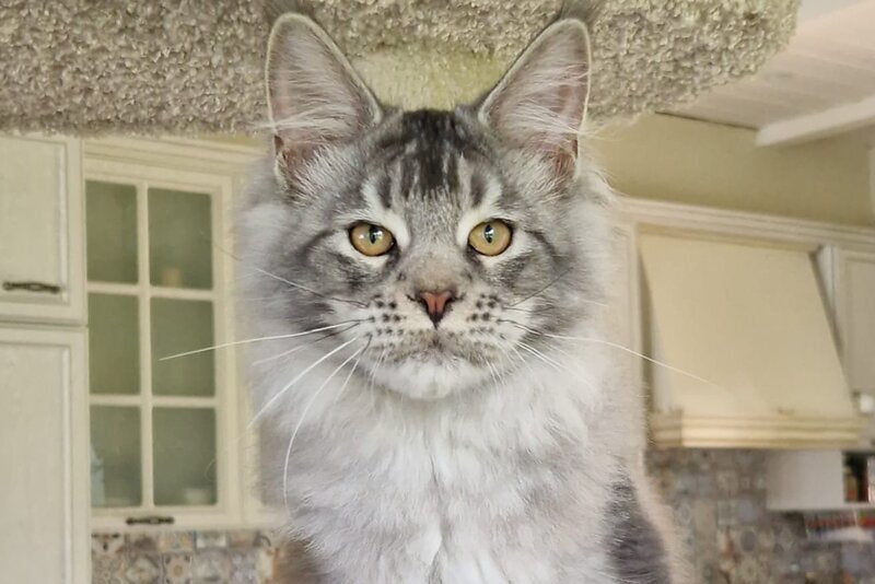 Arseny Maine Coon male, black silver ticked tabby
