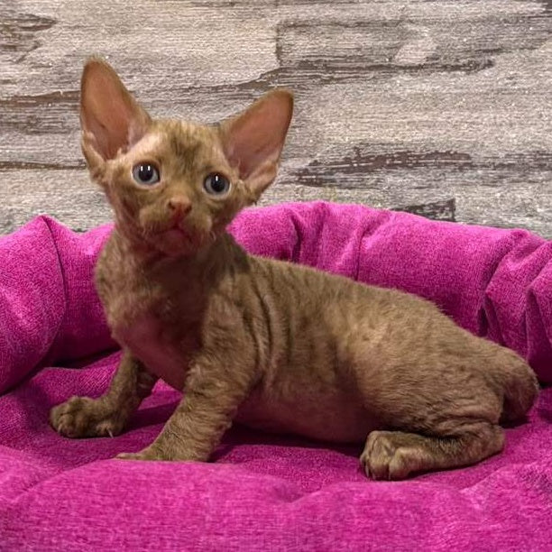 Paskal Devon Rex male, cinnamon