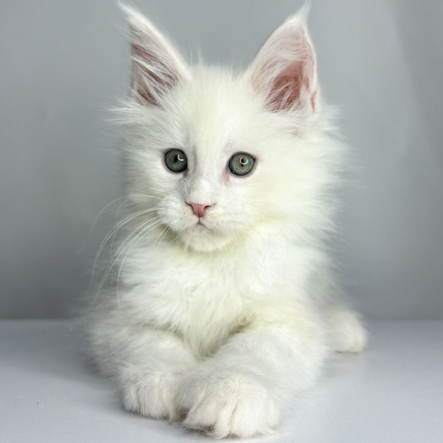 Gordey Maine Coon male, white