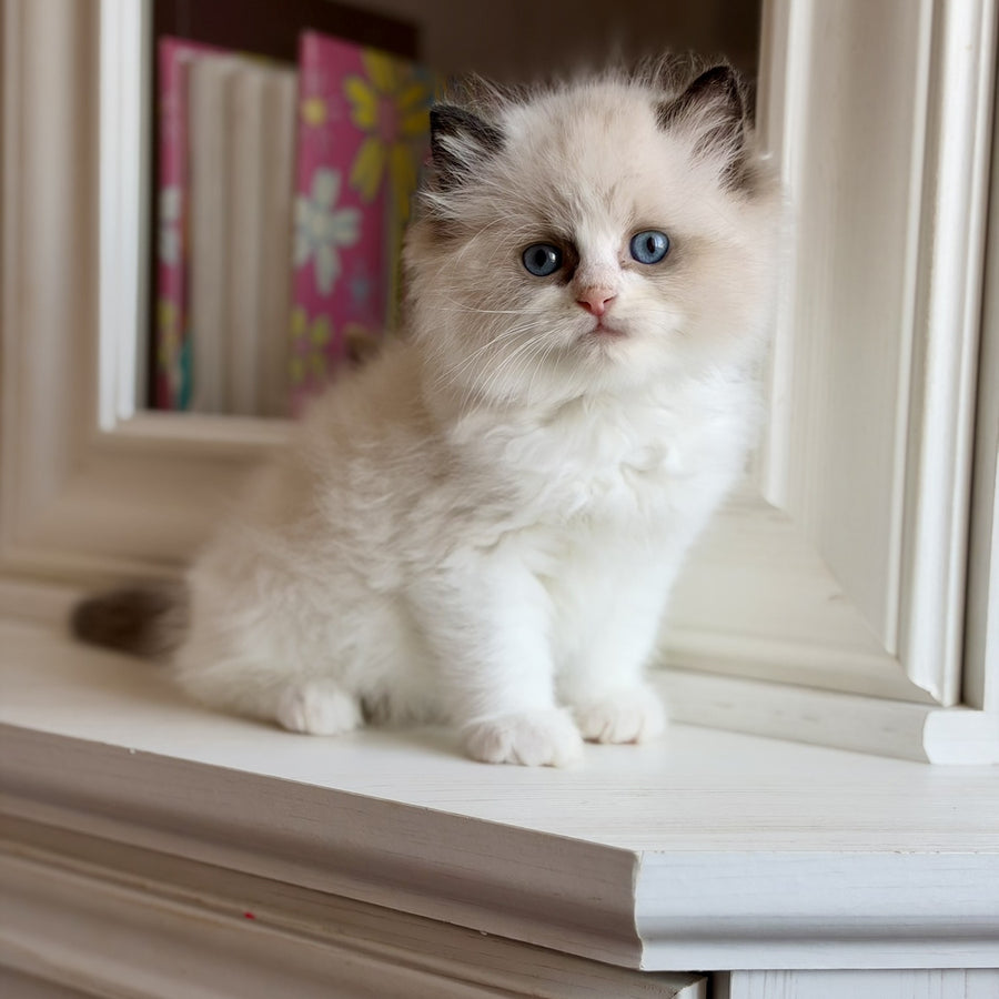 Romka Ragdoll male, black bicolour