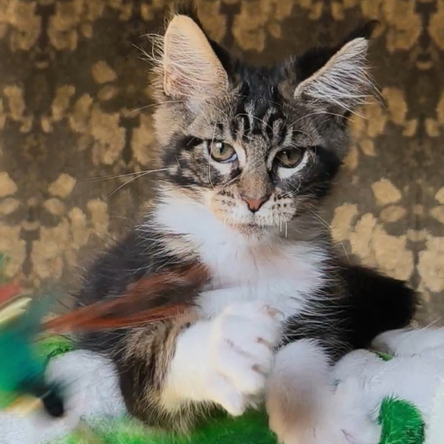 Holiday Maine Coon male, black tabby with white