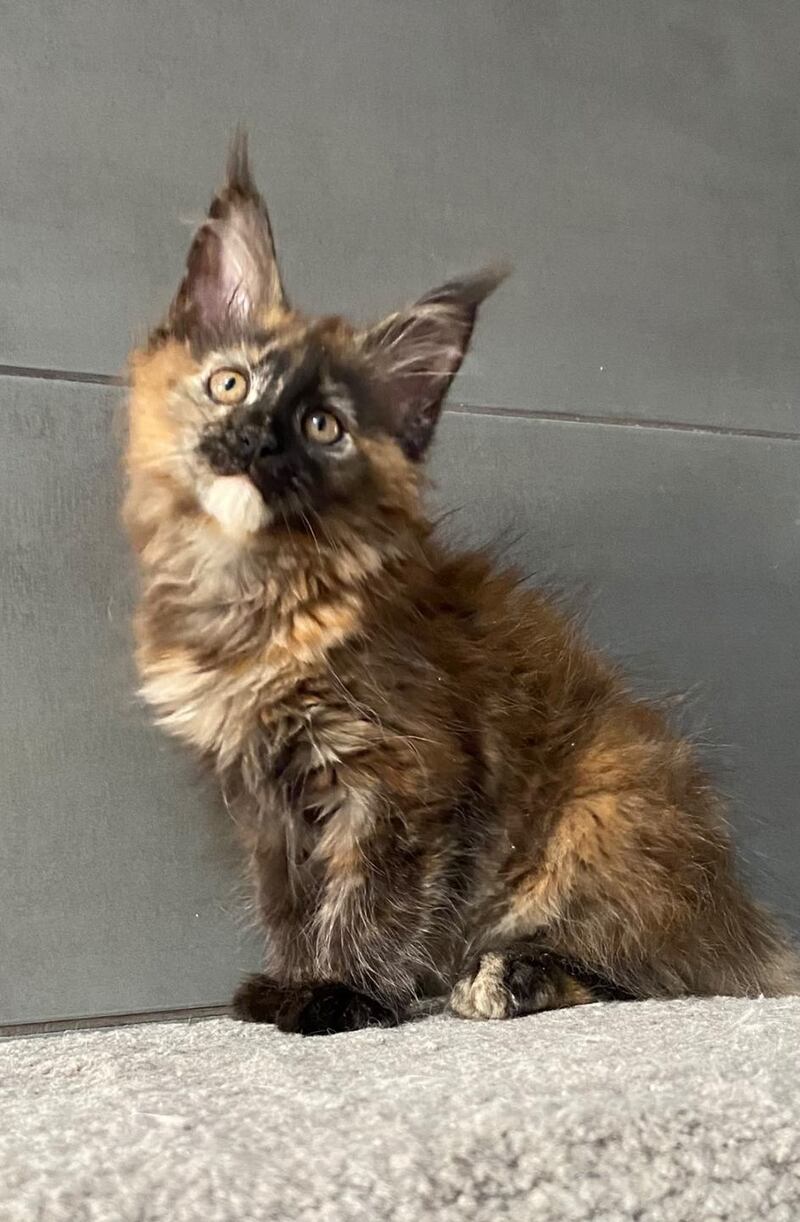 West Coast Maine Coon female, black tortie